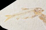 Bargain Knightia Fish Fossil Pair - Wyoming #89185-2